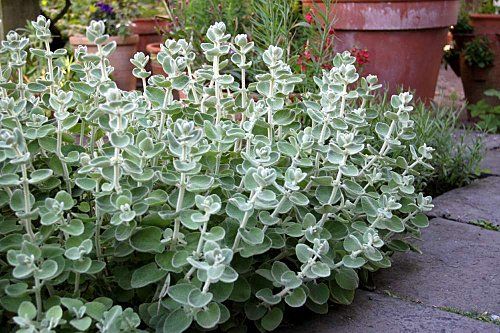 Old Man Saltbush (Atriplex nummularia)