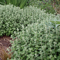 Creeping Saltbush (Rhagodia spinescens)