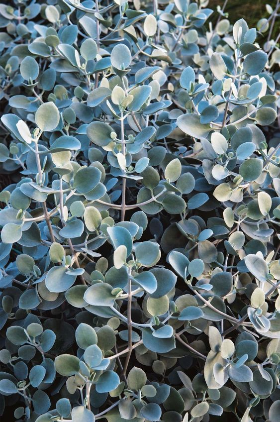 Old Man Saltbush (Atriplex nummularia)