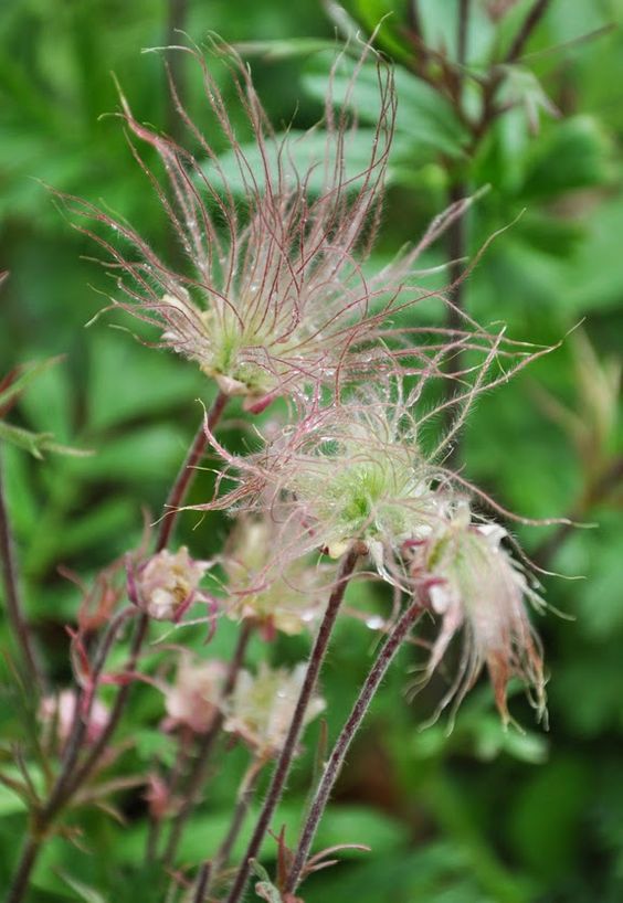 Old Man's Whiskers - Ladybird Nursery