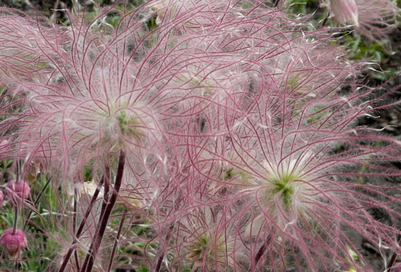 Old Man's Whiskers - Ladybird Nursery