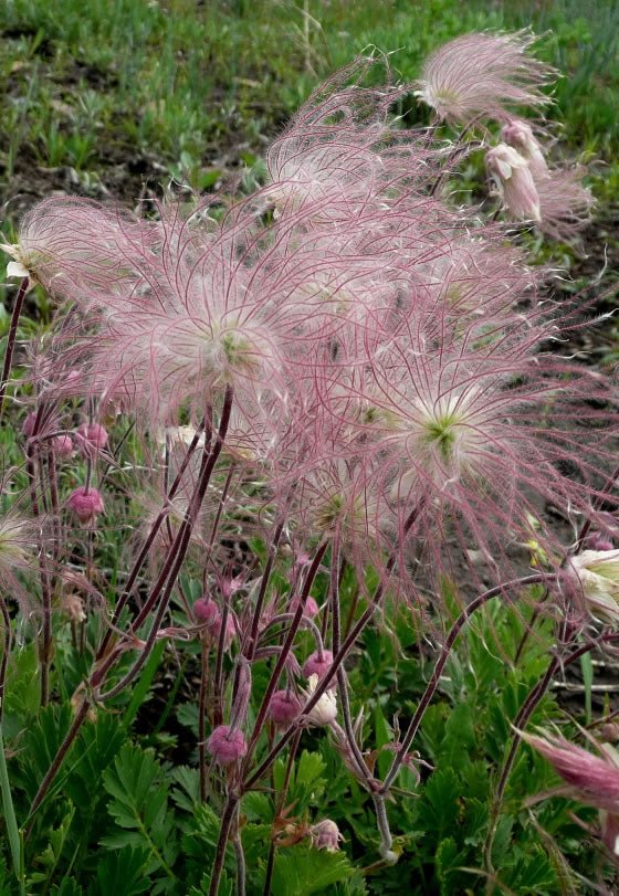 Old Man's Whiskers - Ladybird Nursery