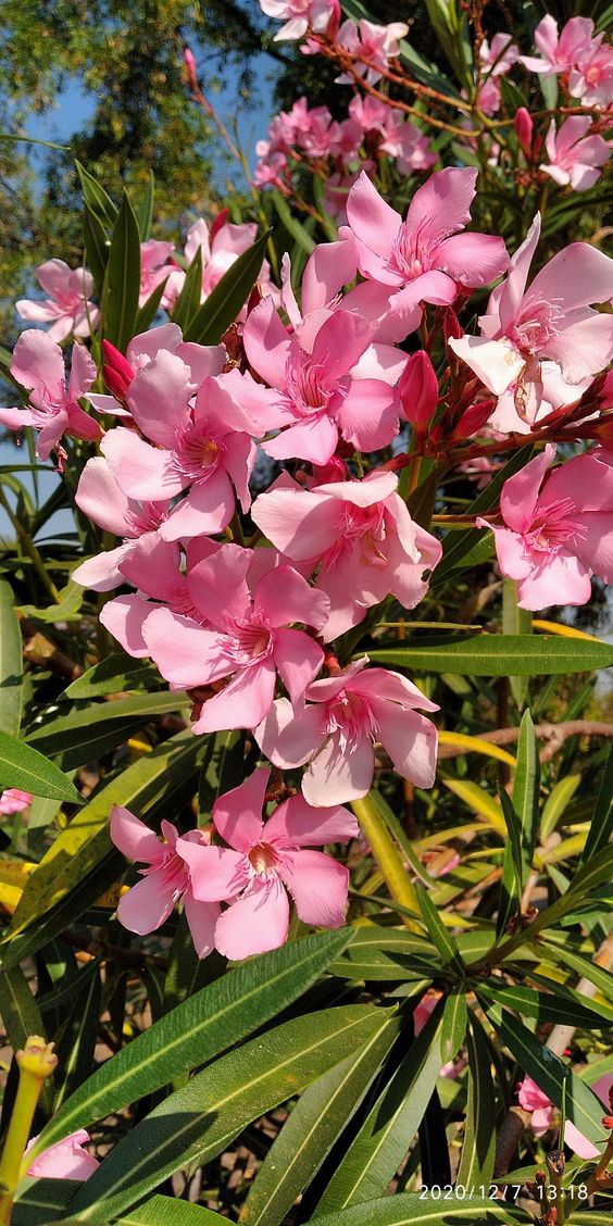 Oleander Cerise (Nerium oleander)