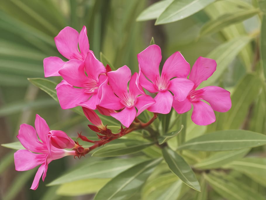 Oleander Cerise (Nerium oleander)