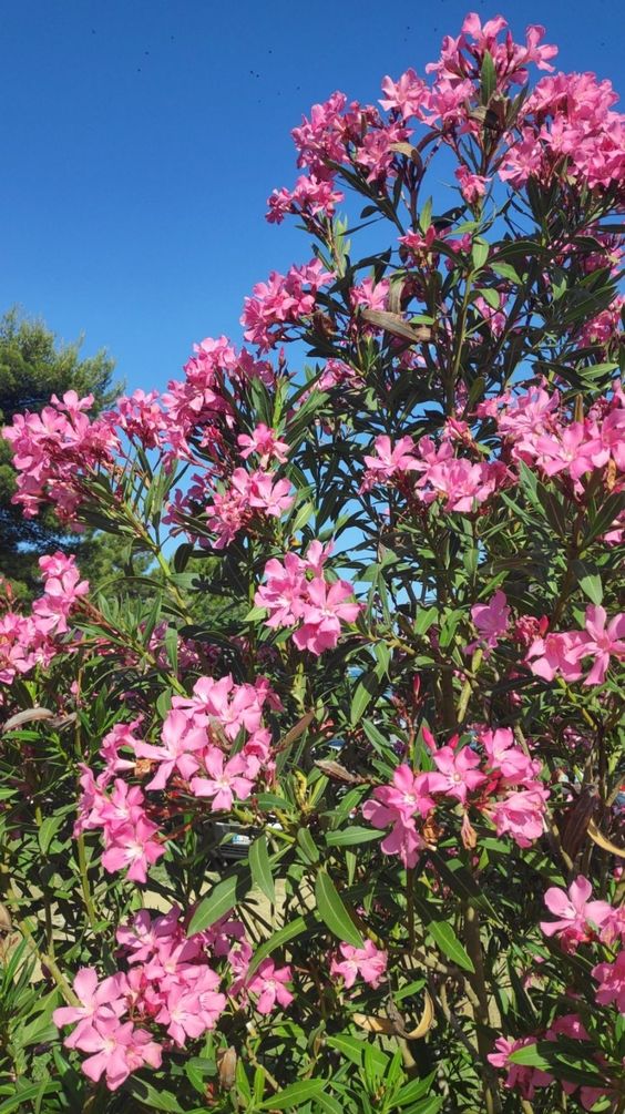 Oleander Cerise (Nerium oleander)