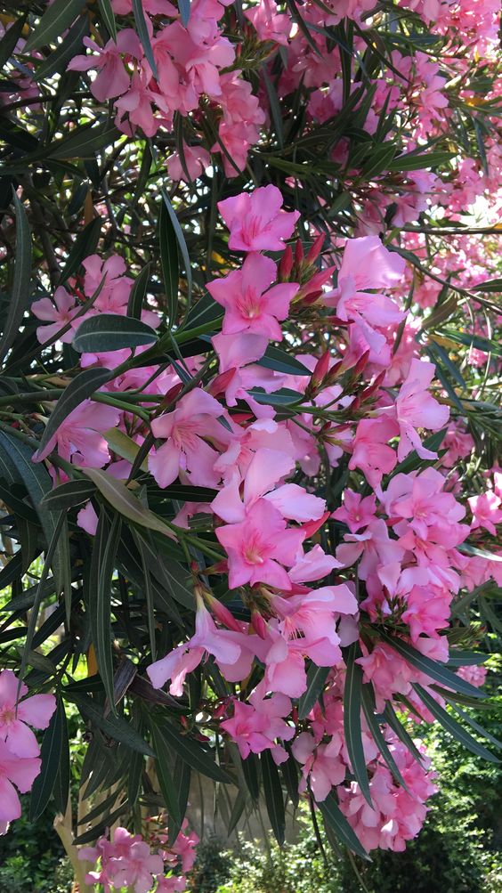 Oleander Cerise (Nerium oleander)