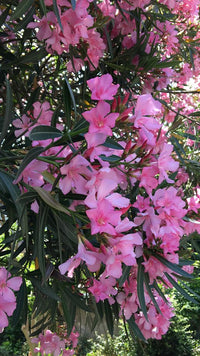 Oleander Cerise (Nerium oleander)