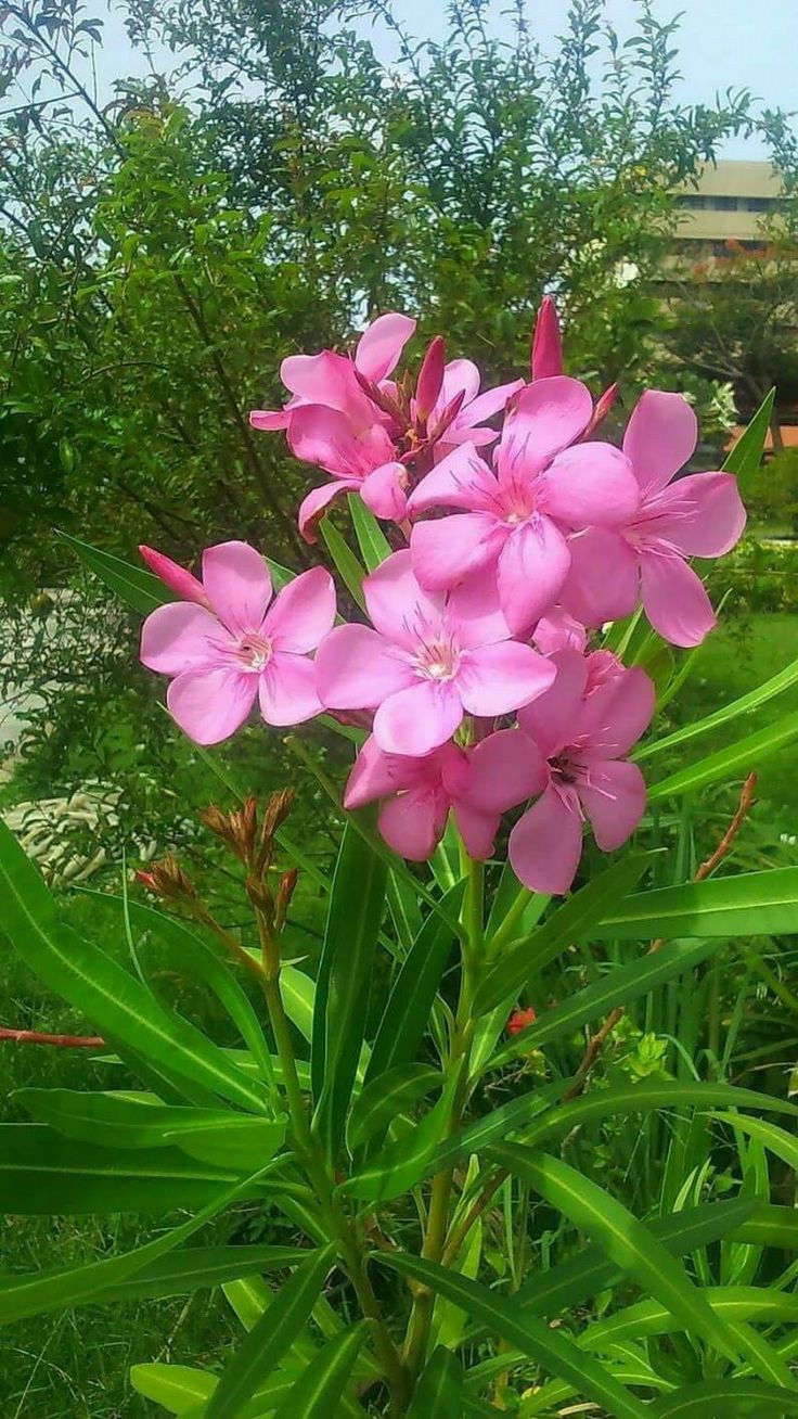 Oleander Cerise (Nerium oleander)