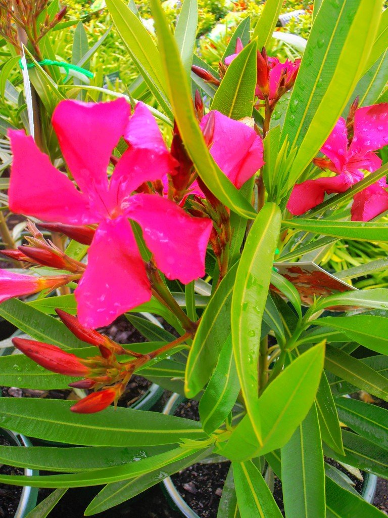 Oleander Cherry Surprise (Nerium oleander) - Ladybird Nursery