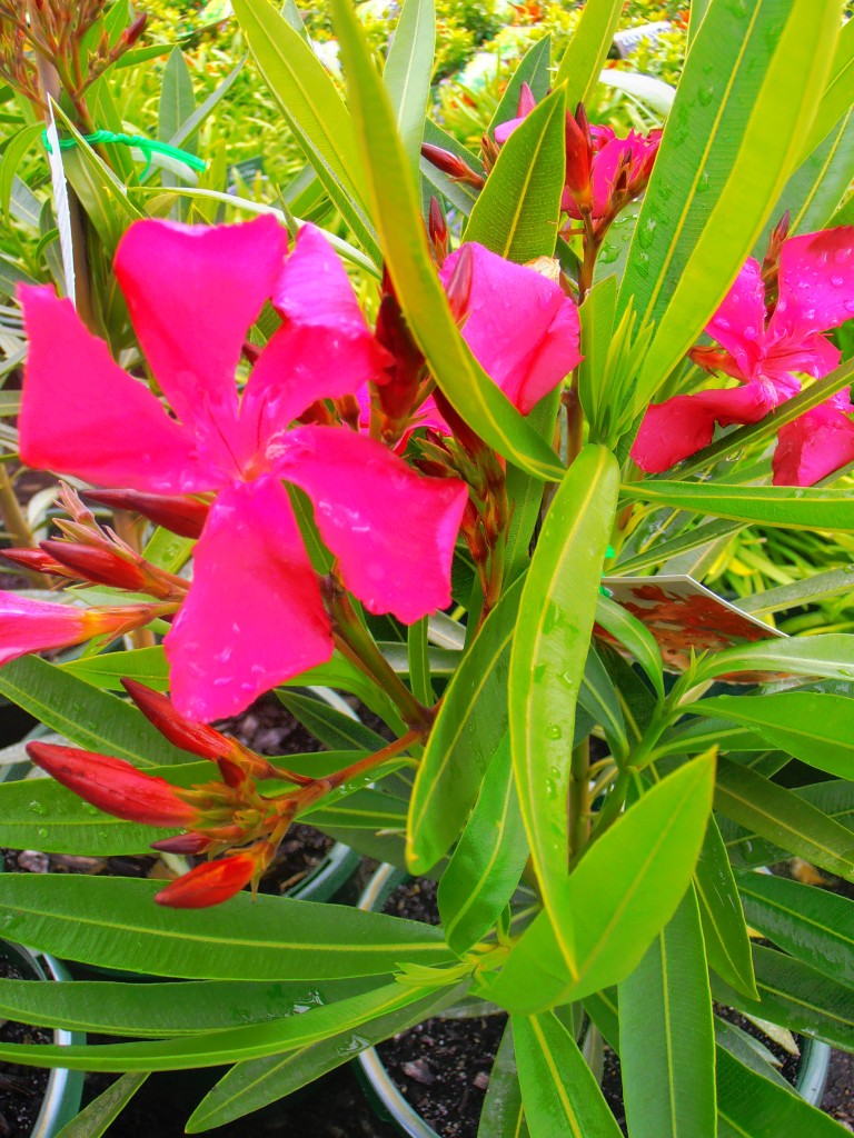 Oleander Cherry Surprise (Nerium oleander)