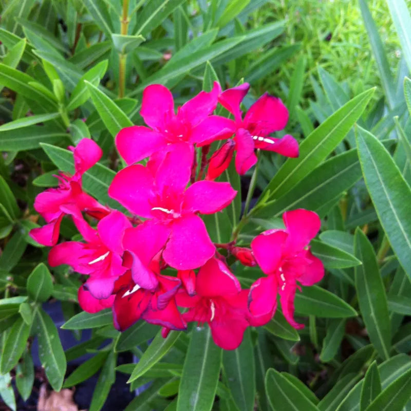 Oleander Cherry Surprise (Nerium oleander)