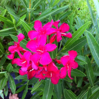 Oleander Cherry Surprise (Nerium oleander) - Ladybird Nursery
