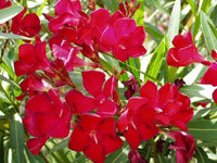 Oleander Cherry Surprise (Nerium oleander) - Ladybird Nursery