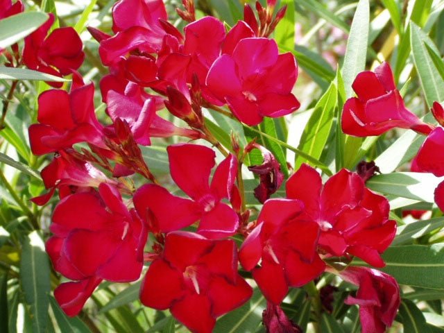 Oleander Cherry Surprise (Nerium oleander) - Ladybird Nursery