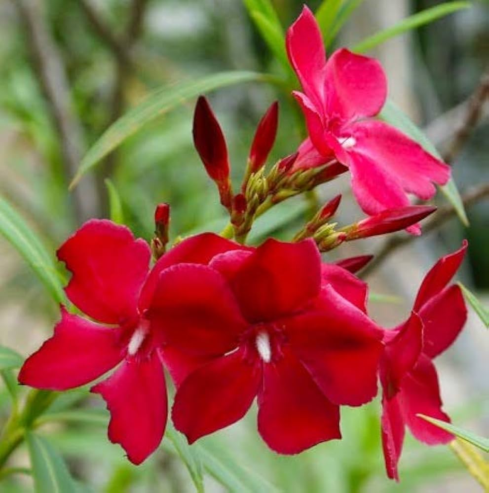 Oleander Cherry Surprise (Nerium oleander) - Ladybird Nursery