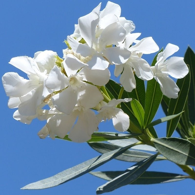 Oleander Cream (Nerium oleander) - Ladybird Nursery
