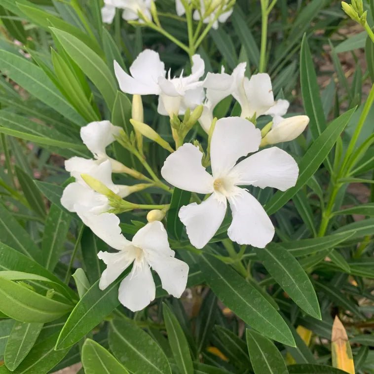 Oleander Cream (Nerium oleander) - Ladybird Nursery