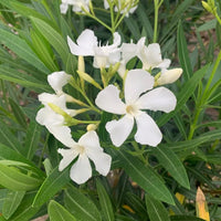Oleander Cream (Nerium oleander) - Ladybird Nursery