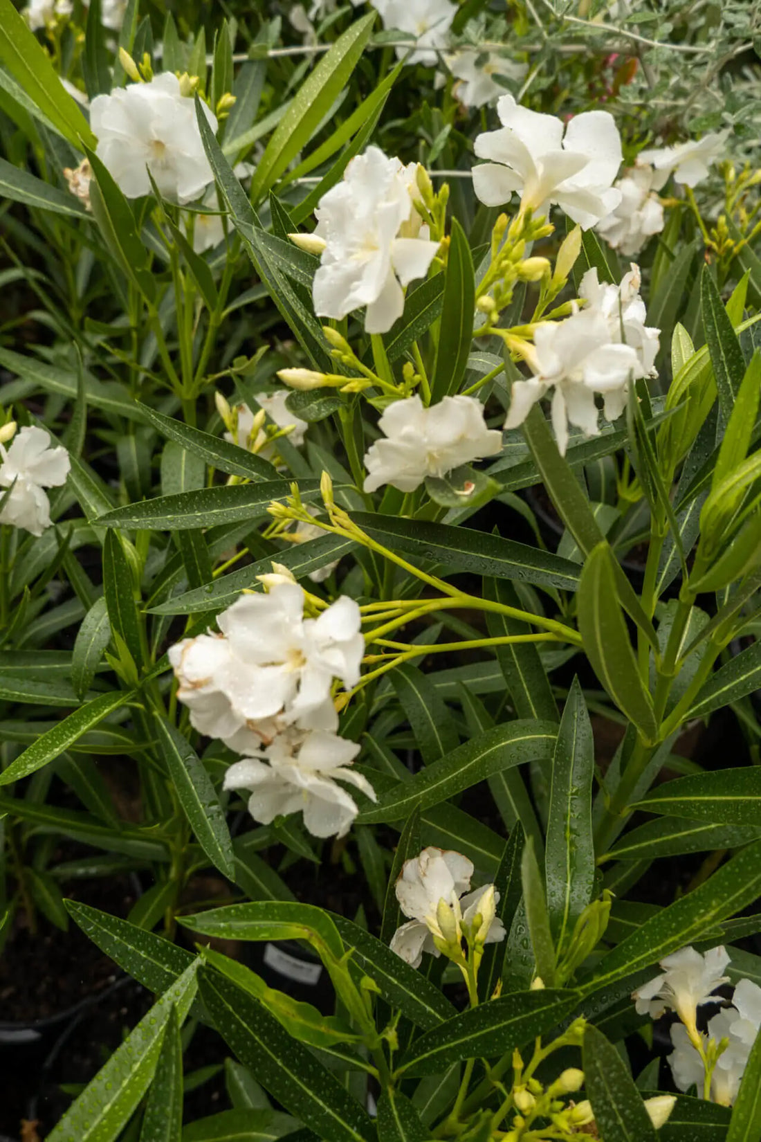 Oleander Cream (Nerium oleander) - Ladybird Nursery