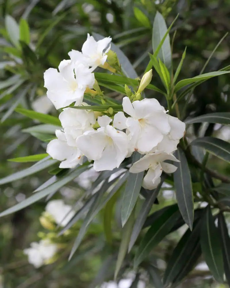 Oleander Cream (Nerium oleander) - Ladybird Nursery
