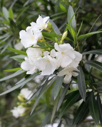 Oleander Cream (Nerium oleander)