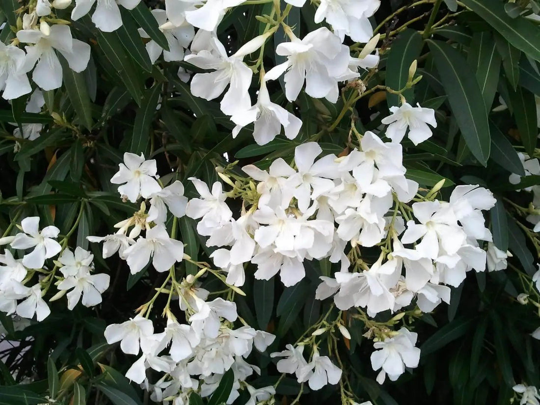 Oleander Cream (Nerium oleander) - Ladybird Nursery