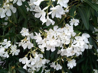 Oleander Cream (Nerium oleander)