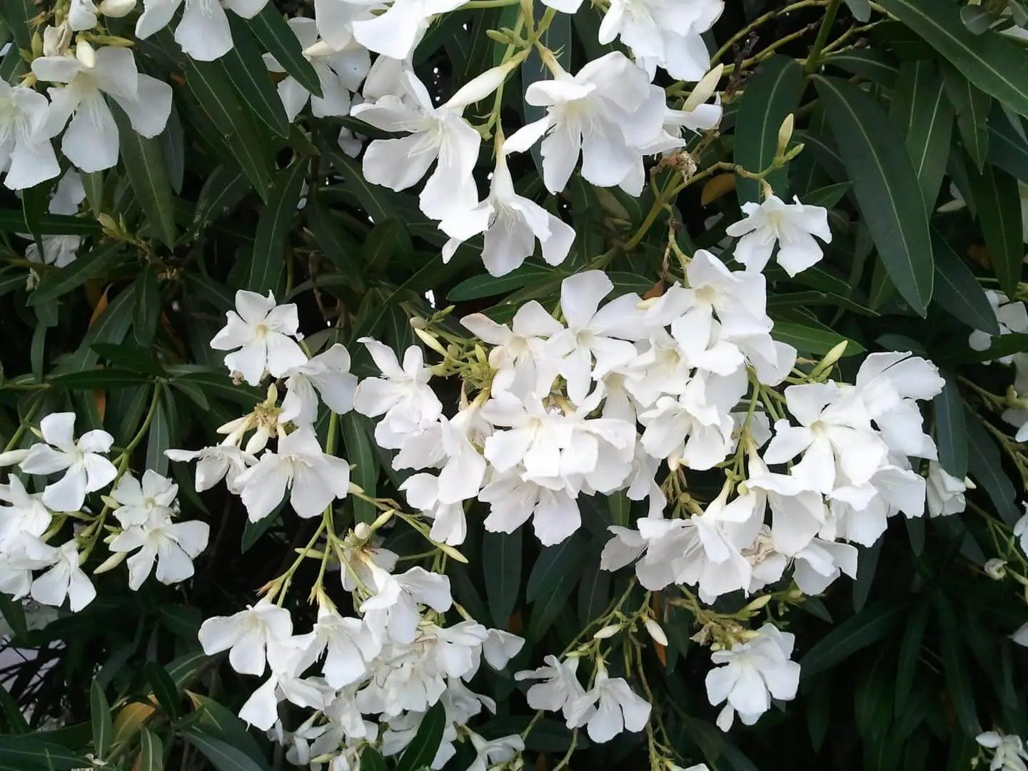Oleander Cream (Nerium oleander) - Ladybird Nursery