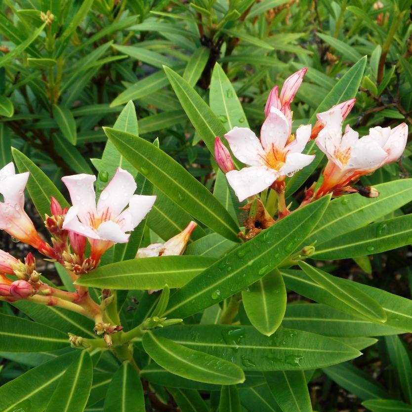Oleander Dwarf Apricot (Nerium oleander) - Ladybird Nursery