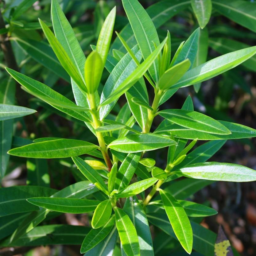 Oleander Dwarf Apricot (Nerium oleander) - Ladybird Nursery