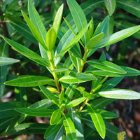 Oleander Dwarf Apricot (Nerium oleander) - Ladybird Nursery