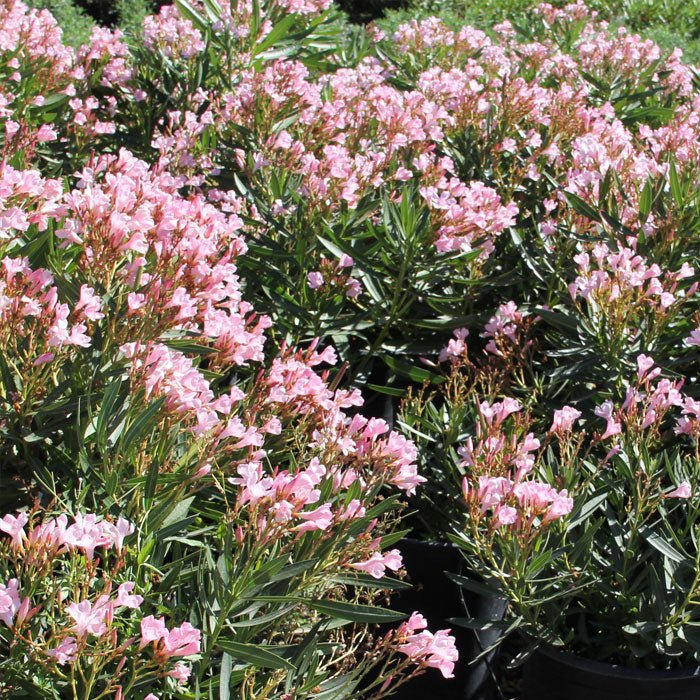 Oleander Dwarf Apricot (Nerium oleander) - Ladybird Nursery