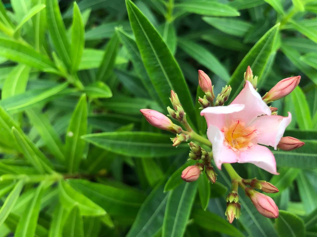 Oleander Dwarf Apricot (Nerium oleander) - Ladybird Nursery