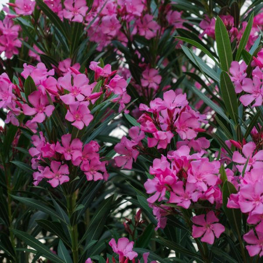 Oleander Dwarf Double Pink (Nerium oleander) - Ladybird Nursery