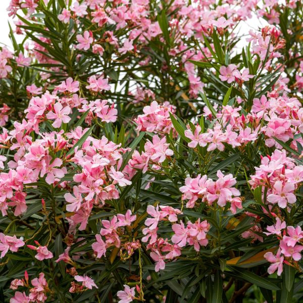 Oleander Dwarf Double Pink (Nerium oleander)