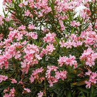 Oleander Dwarf Double Pink (Nerium oleander)