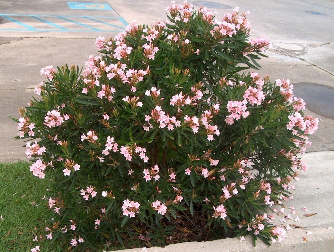 Oleander Dwarf Pink (Nerium oleander) - Ladybird Nursery