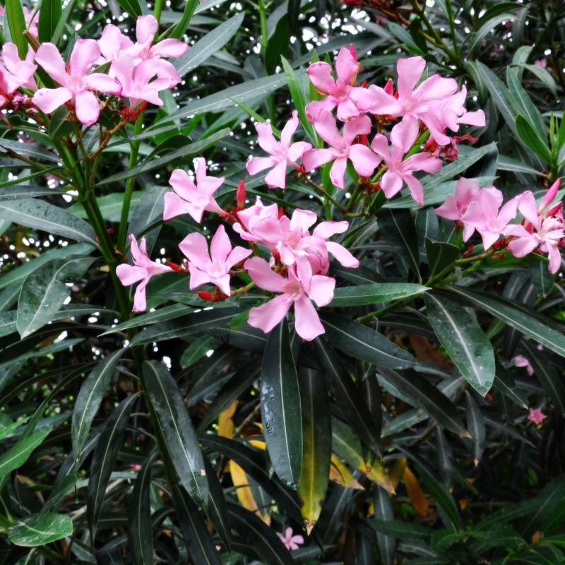 Oleander Dwarf Pink (Nerium oleander)