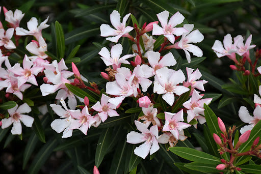 Oleander Dwarf Pink (Nerium oleander)