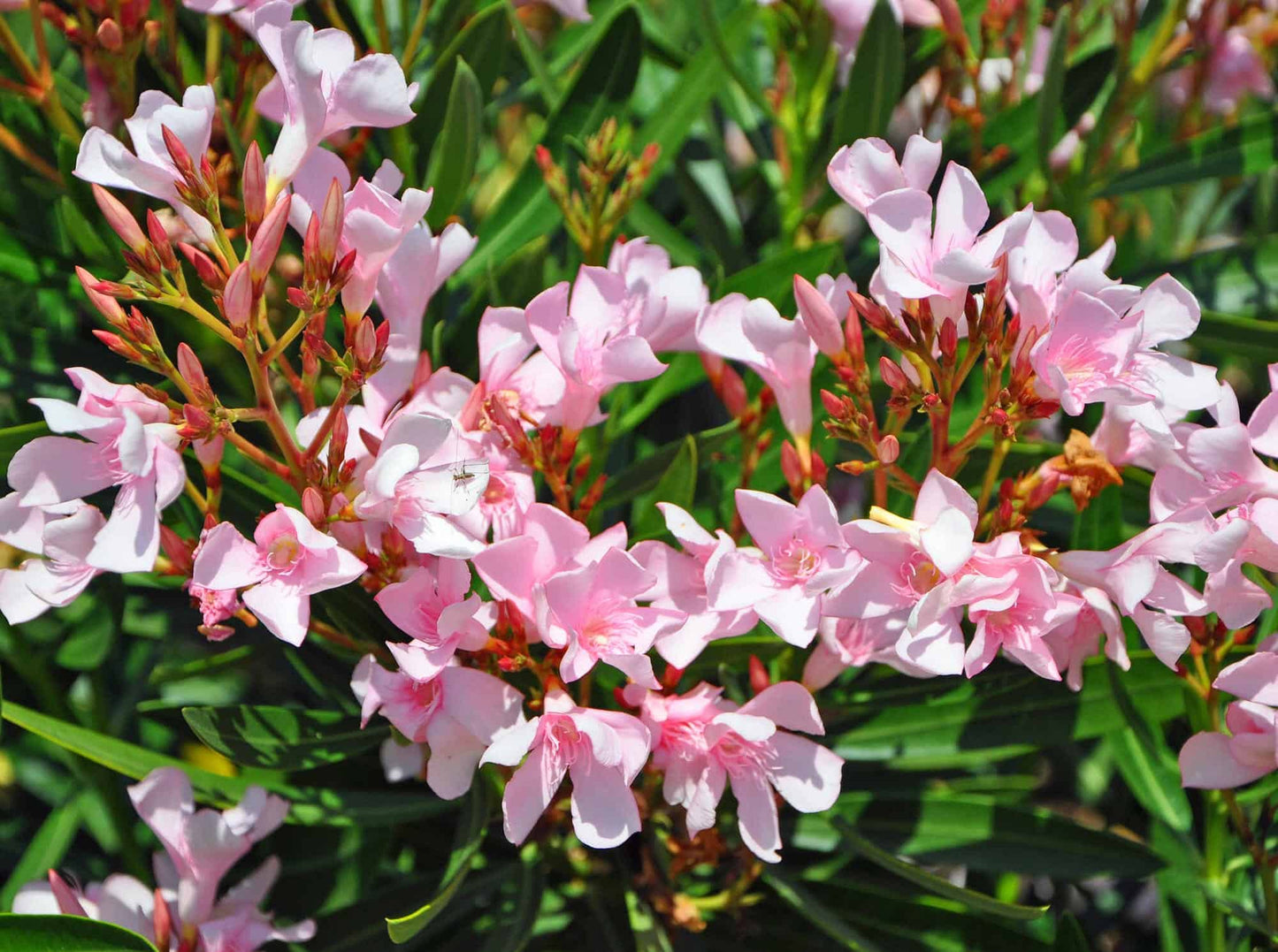 Oleander Dwarf Pink (Nerium oleander)