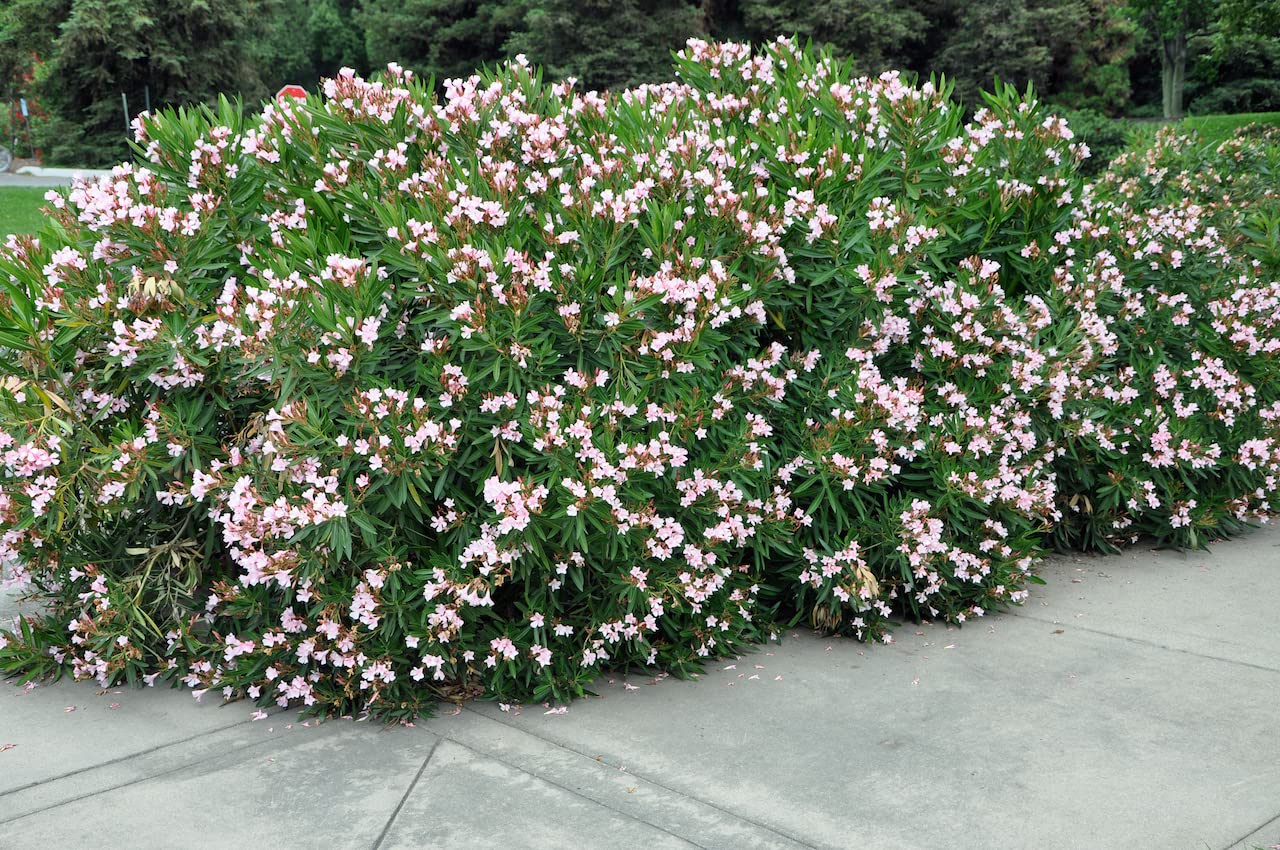 Oleander Dwarf Pink (Nerium oleander) - Ladybird Nursery