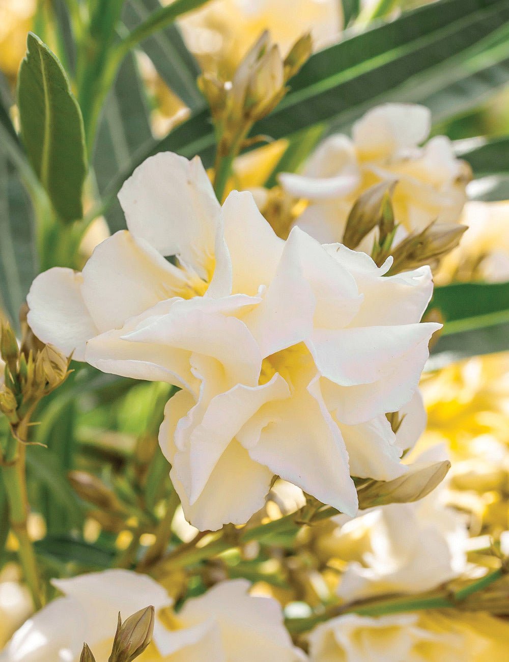 Oleander Madonna Grandiflorum (Nerium oleander) - Ladybird Nursery
