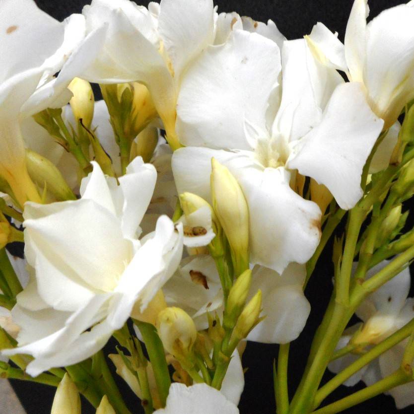 Oleander Madonna Grandiflorum (Nerium oleander)