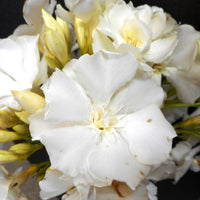 Oleander Madonna Grandiflorum (Nerium oleander) - Ladybird Nursery