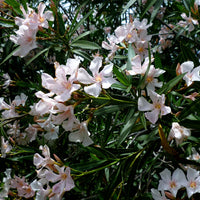 Oleander Madonna Grandiflorum (Nerium oleander)