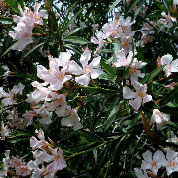 Oleander Madonna Grandiflorum (Nerium oleander) - Ladybird Nursery