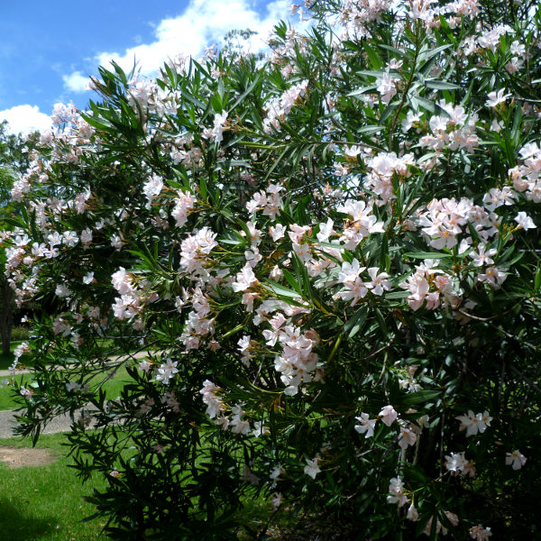 Oleander Madonna Grandiflorum (Nerium oleander)