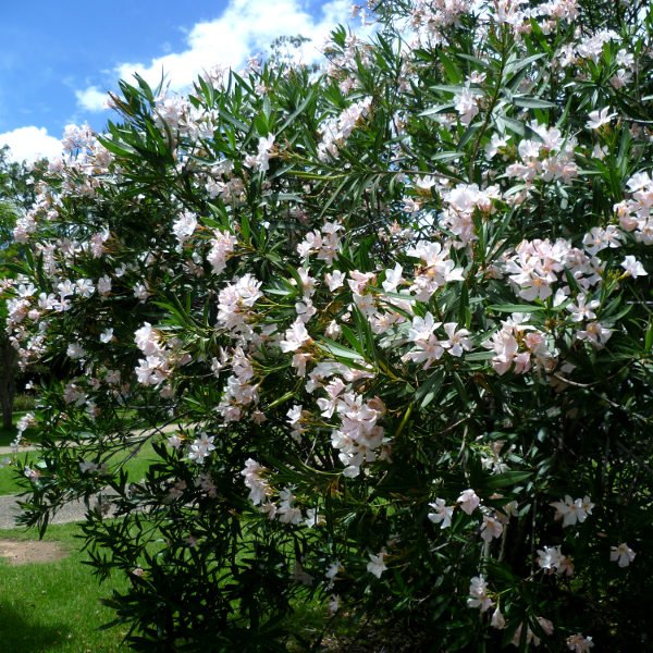 Oleander Madonna Grandiflorum (Nerium oleander) - Ladybird Nursery