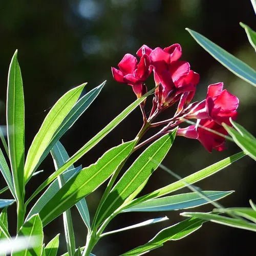 Oleander Monrovia Red (Nerium oleander) - Ladybird Nursery