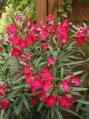 Oleander Monrovia Red (Nerium oleander) - Ladybird Nursery